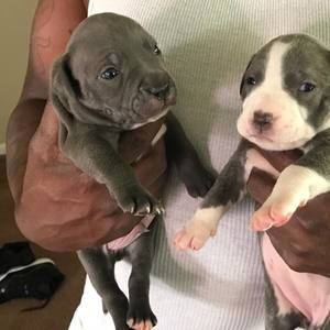 Meet your Posher, Cedric